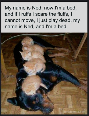 Comment with image on Bright Side