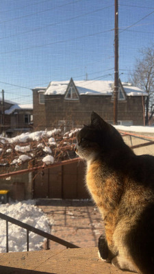 Comment with image on Bright Side