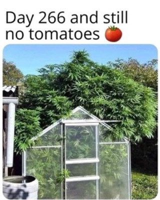 Comment with image on Bright Side