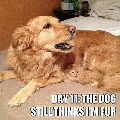 Comment with image on Bright Side