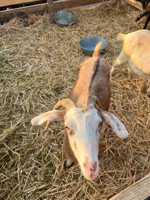 Comment with image on Bright Side