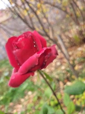 Comment with image on Bright Side