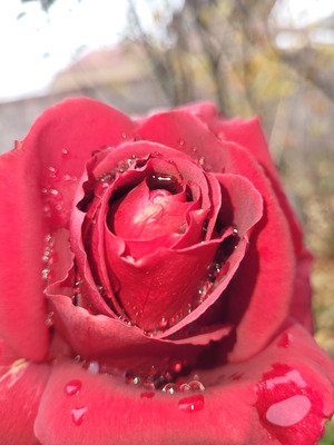 Comment with image on Bright Side