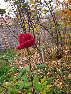 Comment with image on Bright Side