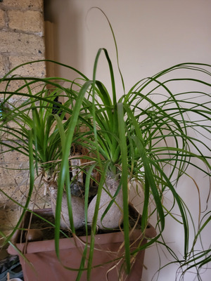 Comment with image on Bright Side