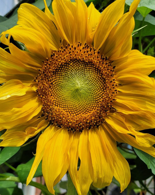 Comment with image on Bright Side