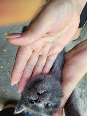 Comment with image on Bright Side