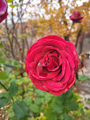 Comment with image on Bright Side