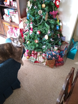 Comment with image on Bright Side