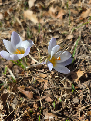 Comment with image on Bright Side