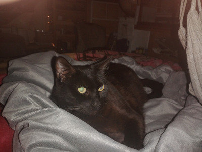 Comment with image on Bright Side