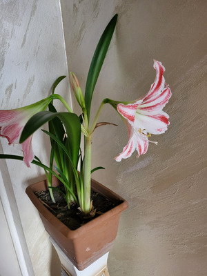 Comment with image on Bright Side