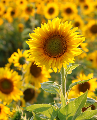 Comment with image on Bright Side