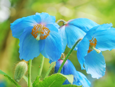 Comment with image on Bright Side