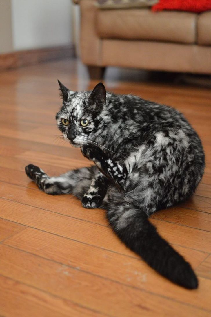 Black tabby cat with Vitiligo