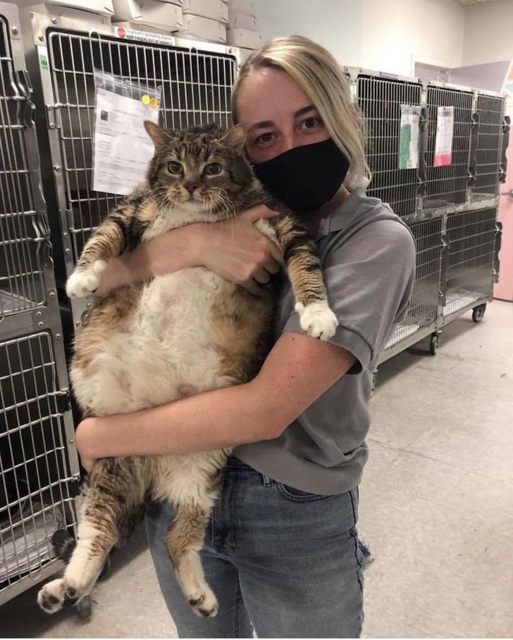 20+ Absolute Units Whose Dimensions Are So Outstanding, They Seem to Be Out of a Fairy Tale