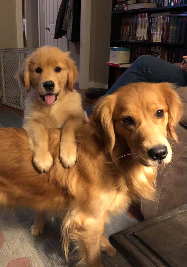 20 Photos That Captured the Exact Moment That Furry Parents Ran Out of Patience