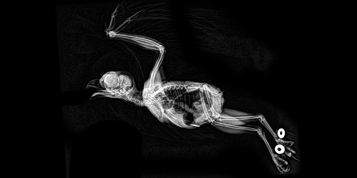 14 röntgenových lúčov, ktoré ukazujú skryté časti nášho života