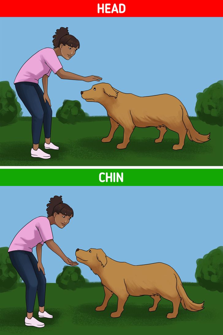10 Tips on How to Approach Dogs You Don’t Know in a Friendly Way