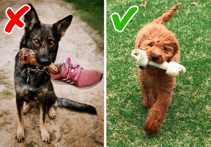 Dog chewing real bone vs. bone treats Dog chewing real bone vs. bone treats