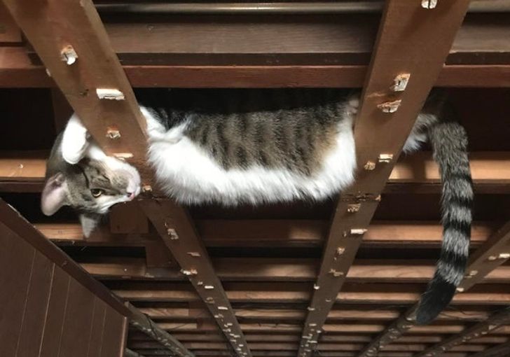 15+ Photos That Prove Cats Really Come From Another Planet