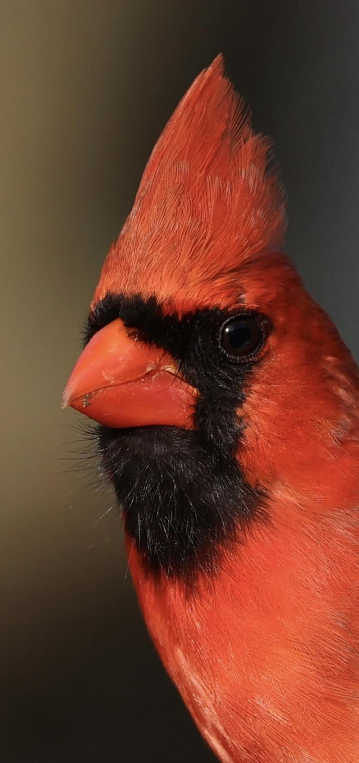 A Cardinal Named Freddy, and Kids Who Got Into Birdwatching Because of Him