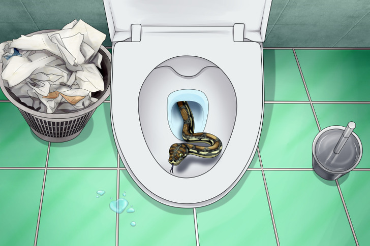 Can snakes crawl up plumbing or toilets?