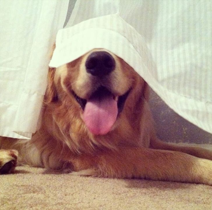 20 dogs who think they’ve found the perfect hiding place