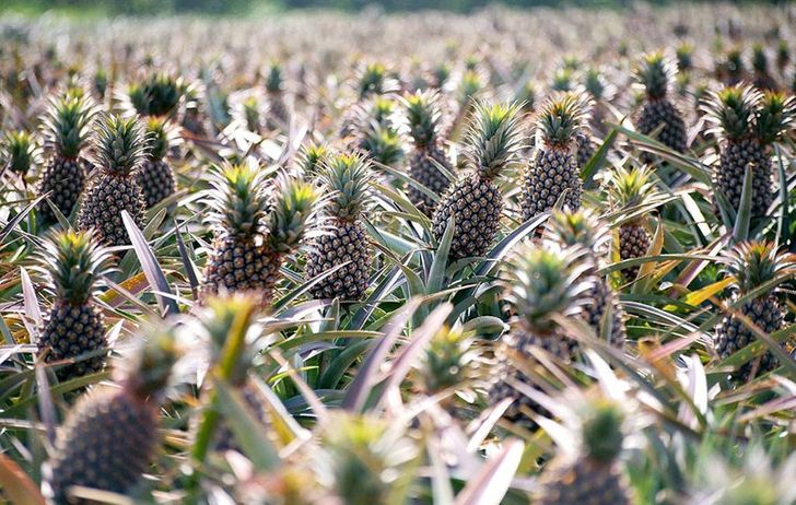 This Is How Our Favorite Foods Look in Their Natural Habitats