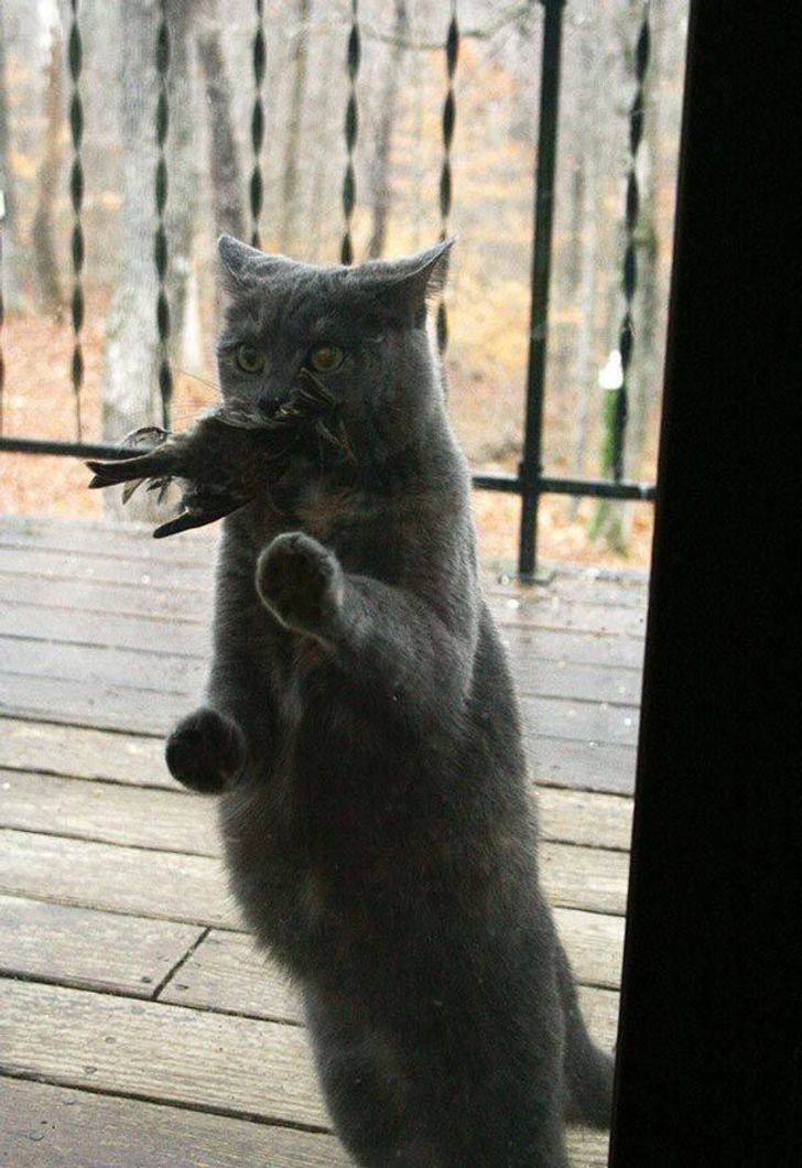 25 animals who are really, really eager to come inside