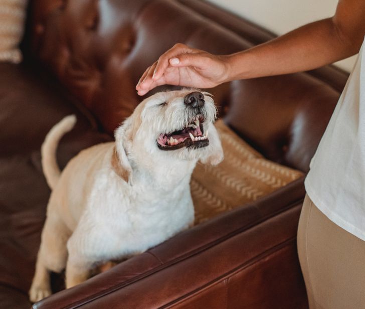 Why You Should Pet Your Dog Before Leaving