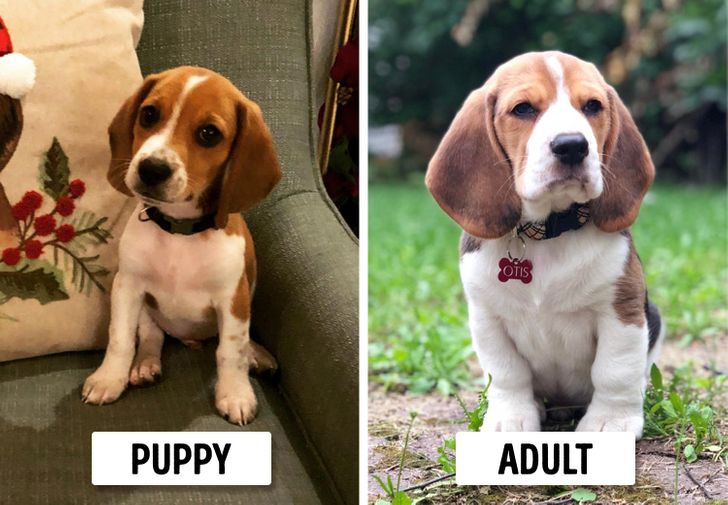 full grown dogs that look like puppies