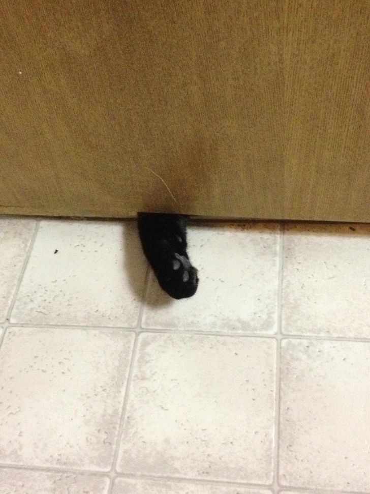 17 Cats and Dogs Who Cannot Do Without Their Humans