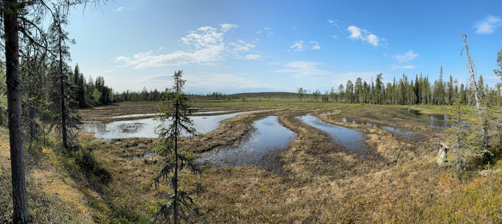 Illustrative photo: a boreal bog