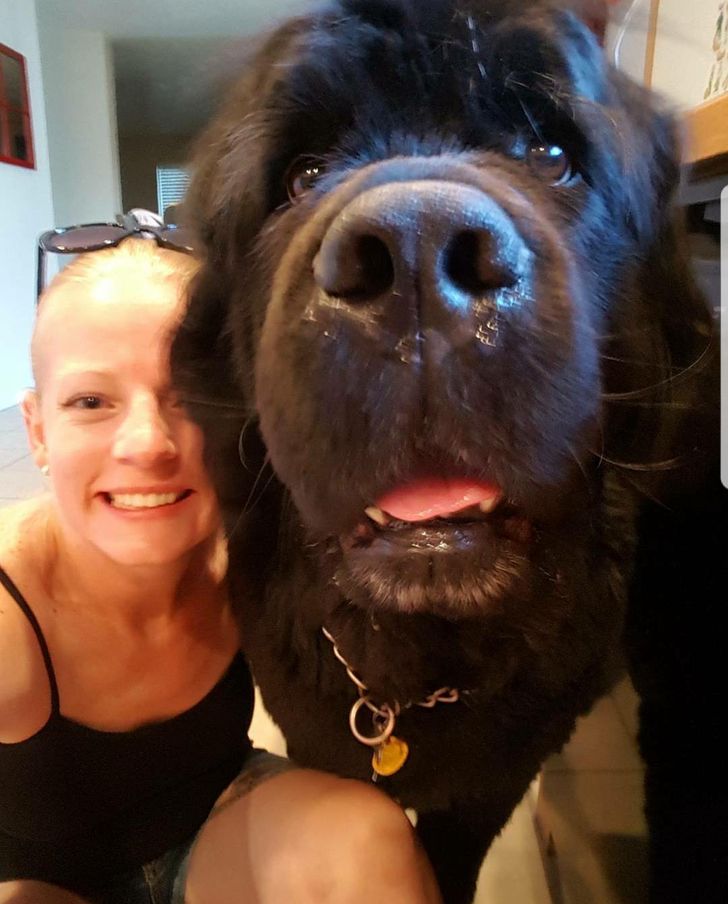 People Are Posting Photos of Their Newfoundlands to Show the World How ...