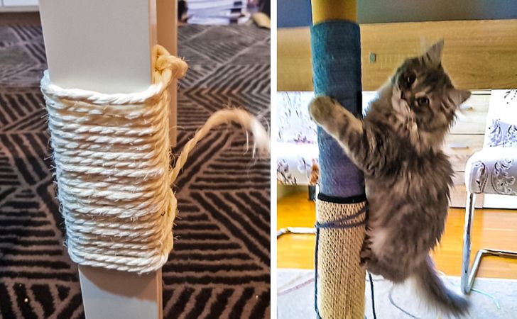 7 Life Hacks Cat Owners Will Love - Vetstreet