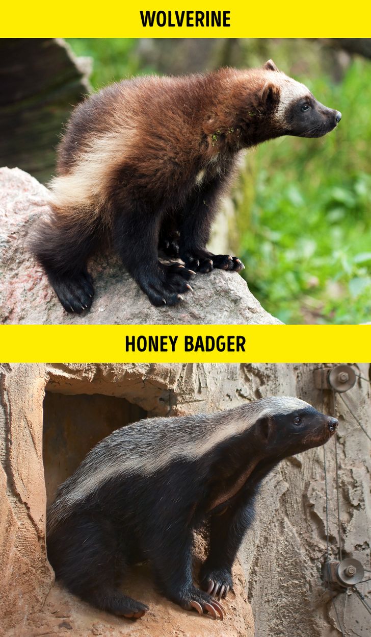 16 Pairs of Animals You Almost Always Mistake for One Another / Bright Side