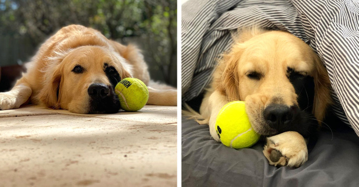 Meet Enzo, the Unique Golden Retriever Who Was Born With a Charming Birthmark