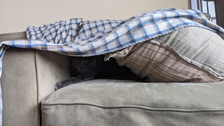 A Couch Fort That Turned a Sweet Cat Into a Huntress
