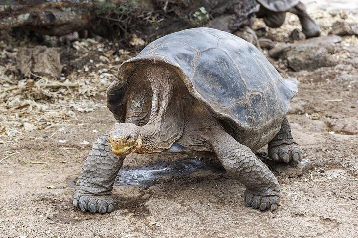 An Española giant tortoise