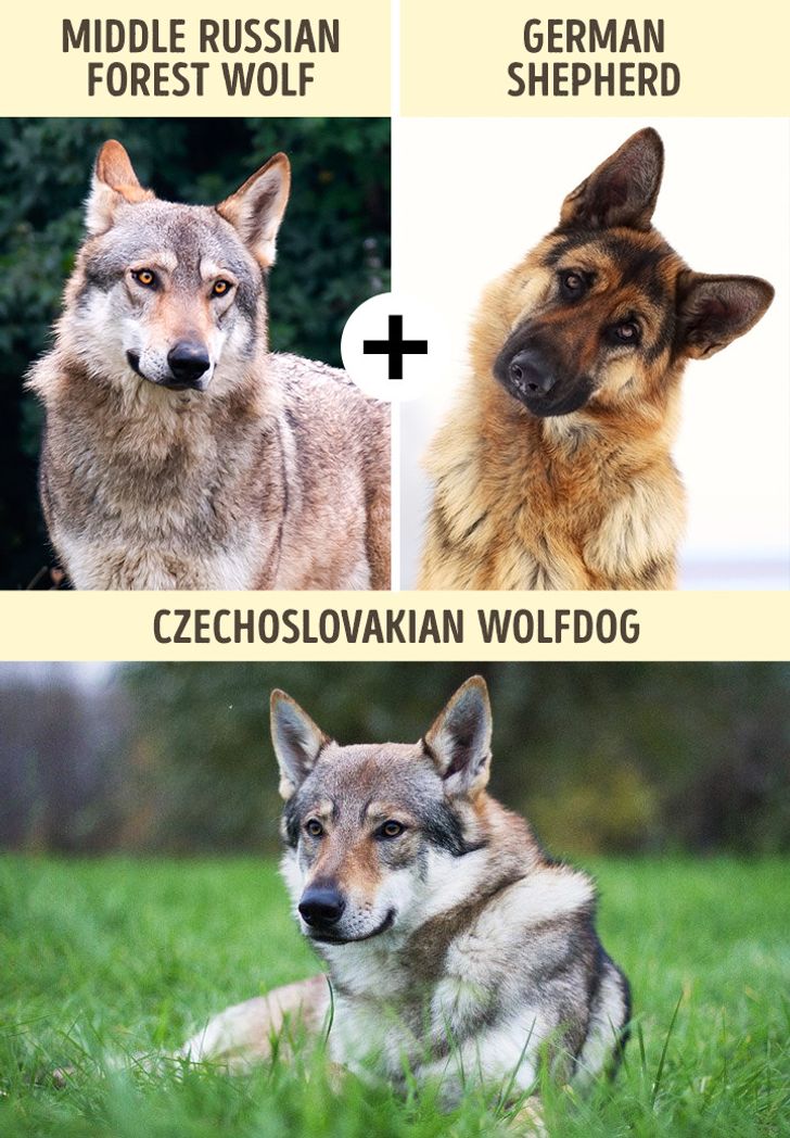 130-lb Wolfdogs That You Definitely Don’t Want to Hide From