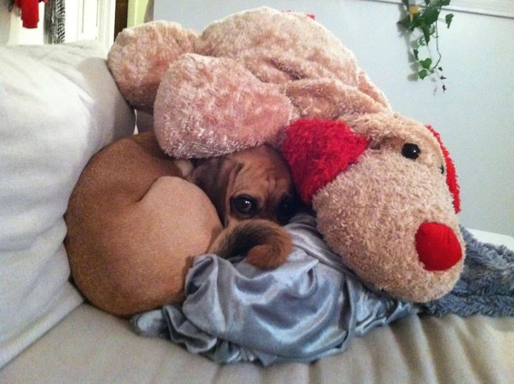 20 dogs who think they’ve found the perfect hiding place