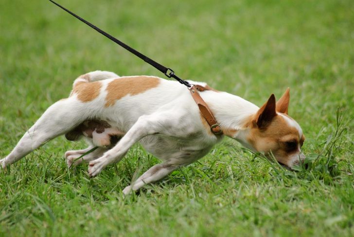 12 Things We Do That Dogs Absolutely Hate