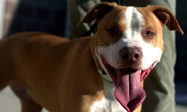 A pit bull mix (illustrative photo, not Mya Moon)
