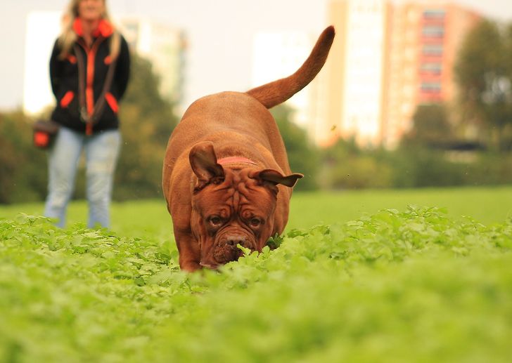 12 Things We Do That Dogs Absolutely Hate