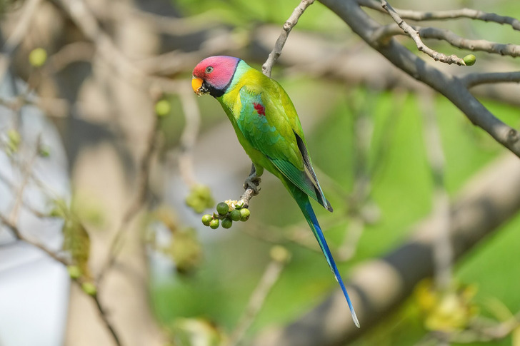 A plum-headed parakeet, the same species as Spoodles