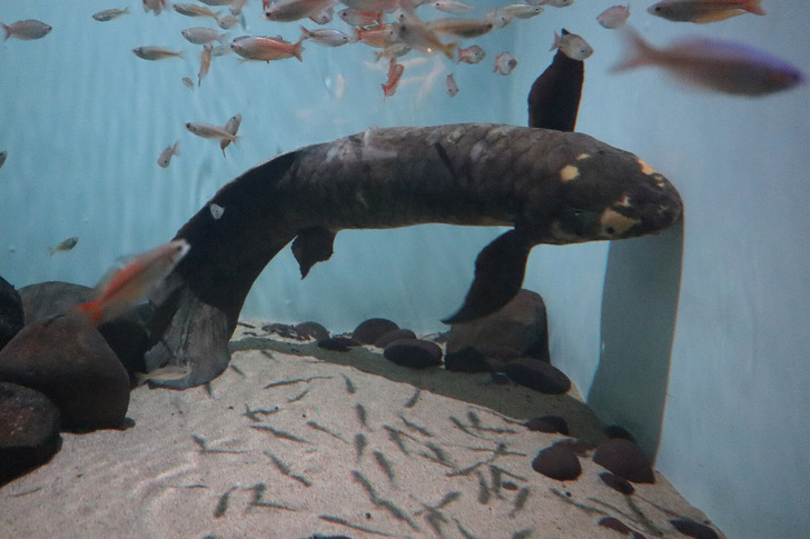 Methuselah in the Steinhart Aquarium, January 2025