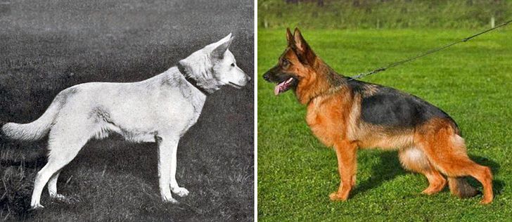 How Dog Breeds Have Changed Over the Last 100 Years