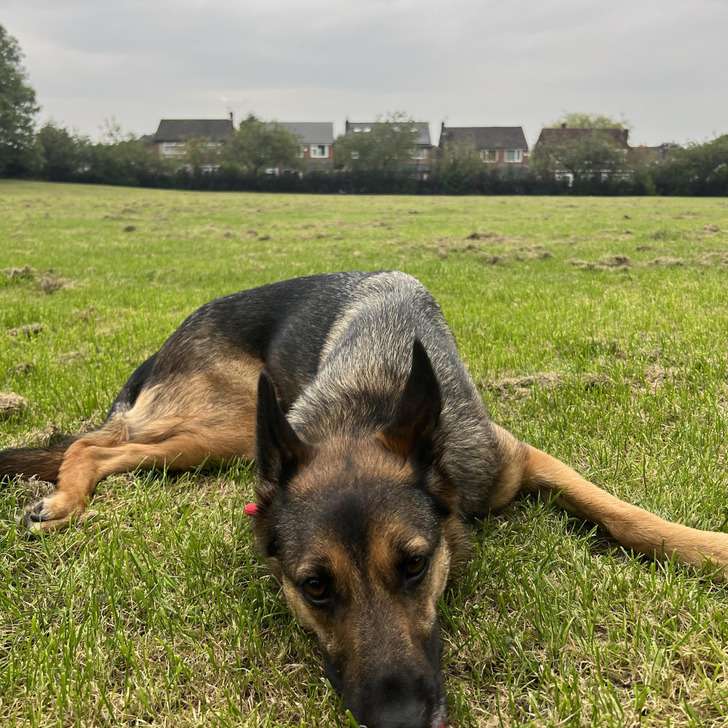 A Ukrainian Rescue Who Is 29% Belgian Malinois and Spends Her Days Asleep on Chairs