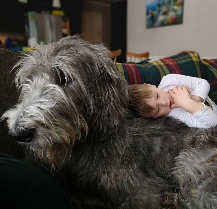 25 Pets Whose Best Friend Is the Youngest Member of the Family